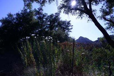 DSC_2042 (Large).JPG